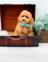 Pretzel, a male Miniature Goldendoodle for sale in Statesville, NC – 9 of 10