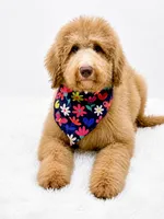Holly, a male Bernedoodle for sale in Statesville, NC – 6 of 8