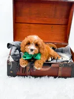 Stewart, a male Cavapoo for sale in Statesville, NC – 7 of 10