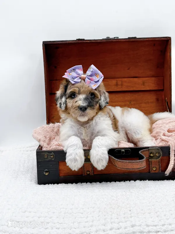 Hailey – Bernedoodle puppy for sale in Statesville, NC