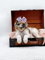Hailey, a female Bernedoodle for sale in Statesville, NC – 1 of 10