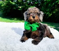 Ollie, a male Miniature Bernedoodle for sale in Statesville, NC – 3 of 10