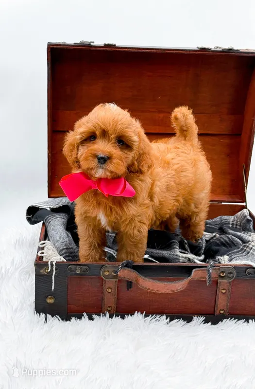 Sandy – Cavapoo puppy for sale in Statesville, NC