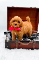 Sandy, a female Cavapoo for sale in Statesville, NC – 1 of 10