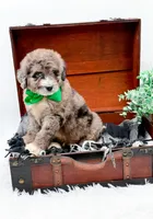 Freckles(Blue Eye), a male Bernedoodle for sale in Statesville, NC – 10 of 10