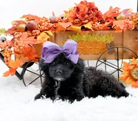 Tessa, a female Cavapoo for sale in Statesville, NC – 8 of 10