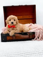 Shaggy, a male Miniature Goldendoodle for sale in Statesville, NC – 10 of 10