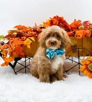 Ted, a male Cavapoo for sale in Statesville, NC – 2 of 10