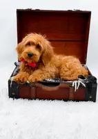 Amy, a female Miniature Goldendoodle for sale in Statesville, NC – 10 of 10