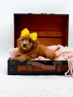 Sally, a female Miniature Goldendoodle for sale in Statesville, NC – 7 of 10