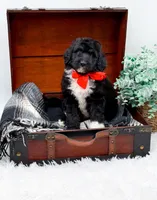Fonzie, a male Bernedoodle for sale in Statesville, NC – 9 of 10