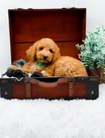Gary, a male Goldendoodle for sale in Statesville, NC – 10 of 10