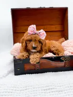 Raleigh, a female Cavapoo for sale in Statesville, NC – 9 of 10