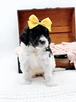 Hope, a female Bernedoodle for sale in Statesville, NC – 6 of 10