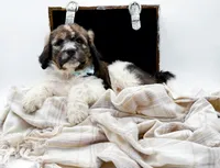 Enzo, a male Bernedoodle for sale in Statesville, NC – Photo 6 of 10