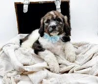 Enzo, a male Bernedoodle for sale in Statesville, NC – Photo 10 of 10