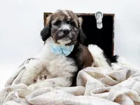 Enzo, a male Bernedoodle for sale in Statesville, NC – Photo 4 of 10