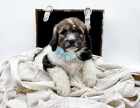 Enzo, a male Bernedoodle for sale in Statesville, NC – Photo 8 of 10