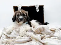 Enzo, a male Bernedoodle for sale in Statesville, NC – Photo 1 of 10