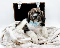 Enzo, a male Bernedoodle for sale in Statesville, NC – Photo 9 of 10