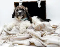 Enzo, a male Bernedoodle for sale in Statesville, NC – Photo 7 of 10