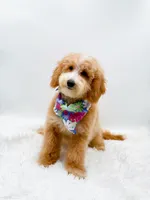 Dolly, a female Miniature Goldendoodle for sale in Statesville, NC – 3 of 10
