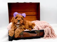 Rosie, a female Cavapoo for sale in Statesville, NC – 5 of 10
