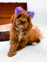 Rosie, a female Cavapoo for sale in Statesville, NC – 7 of 10