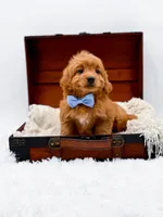 Twix, a male Miniature Goldendoodle for sale in Statesville, NC – Photo 5 of 10