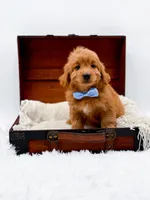 Twix, a male Miniature Goldendoodle for sale in Statesville, NC – Photo 8 of 10