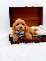 Twix, a male Miniature Goldendoodle for sale in Statesville, NC – Photo 4 of 10