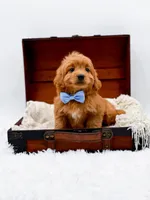 Twix, a male Miniature Goldendoodle for sale in Statesville, NC – Photo 10 of 10