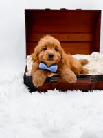 Twix, a male Miniature Goldendoodle for sale in Statesville, NC – Photo 6 of 10