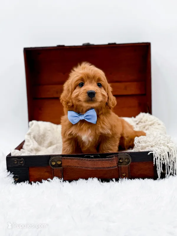 Twix, a male Miniature Goldendoodle for sale in Statesville, NC – Photo 1 of 10