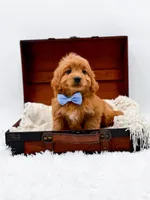 Twix, a male Miniature Goldendoodle for sale in Statesville, NC – Photo 1 of 10