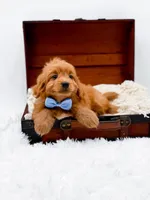 Twix, a male Miniature Goldendoodle for sale in Statesville, NC – Photo 3 of 10