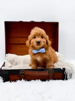 Twix, a male Miniature Goldendoodle for sale in Statesville, NC – Photo 7 of 10