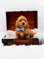 Twix, a male Miniature Goldendoodle for sale in Statesville, NC – Photo 9 of 10