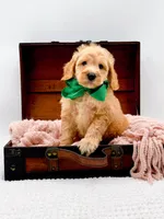 Alvin, a male Miniature Goldendoodle for sale in Statesville, NC – 5 of 10