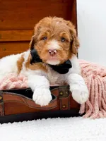 Harry, a male Bernedoodle for sale in Statesville, NC – 8 of 10