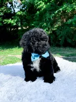 Micro Mini-Nelson, a male Miniature Bernedoodle for sale in Statesville, NC – 2 of 10