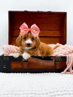 Stella, a female Miniature Goldendoodle for sale in Statesville, NC – 7 of 10