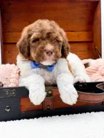 Hank-Blue Eyes, a male Bernedoodle for sale in Statesville, NC – 3 of 10
