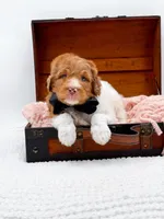 Harry, a male Bernedoodle for sale in Statesville, NC – 6 of 10