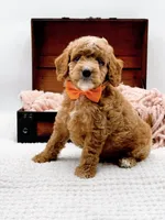 Alfie, a male Miniature Goldendoodle for sale in Statesville, NC – 5 of 10