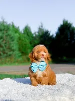 Ozzy, a male Miniature Bernedoodle for sale in Statesville, NC – 6 of 10