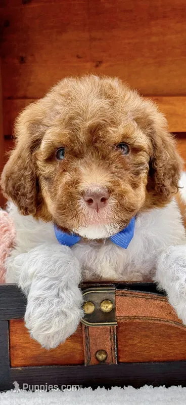 Hank-Blue Eyes – Bernedoodle puppy for sale in Statesville, NC