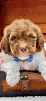 Hank-Blue Eyes, a male Bernedoodle for sale in Statesville, NC – 1 of 10