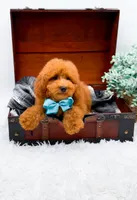 Edwin, a male Miniature Goldendoodle for sale in Statesville, NC – 7 of 10