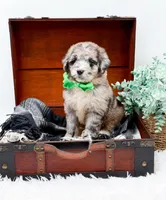 Franklin, a male Bernedoodle for sale in Statesville, NC – 7 of 10